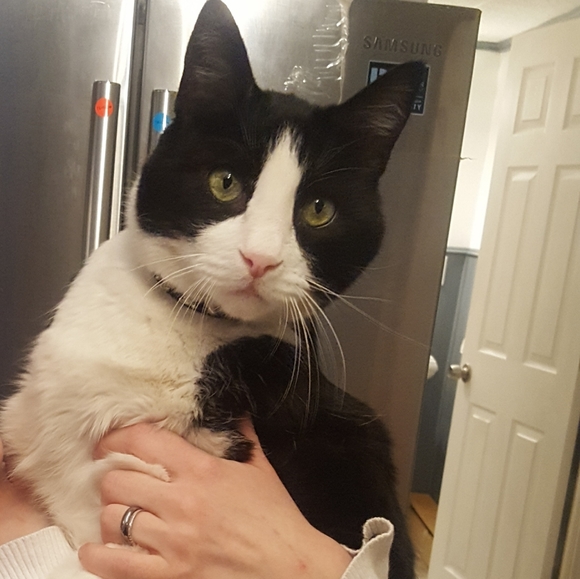 Meet your Posher, Leyla - Picture 3 of 6